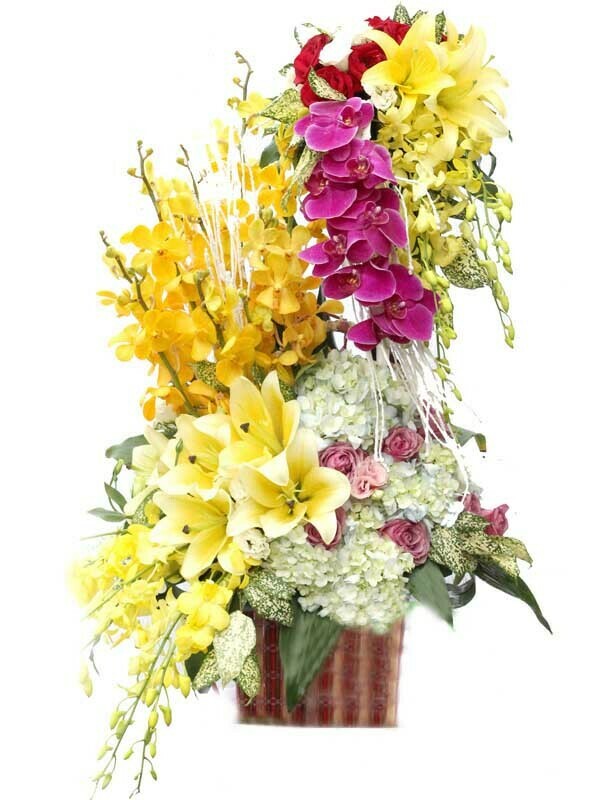 Giỏ hoa chúc mừng đẹp Orchid