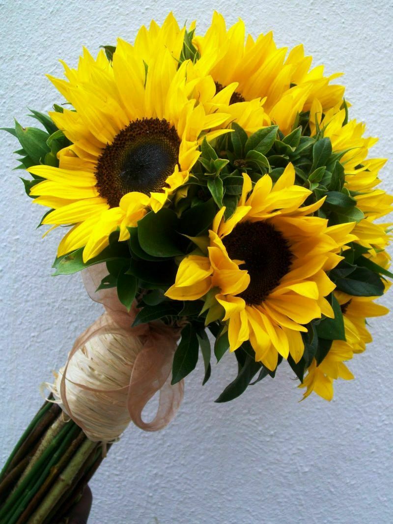 Sunflower VC29